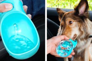 Cute Dog Gadgets And Lovely Crafts For Cats || Genius Pet Hacks That Will Make Your Life Easier