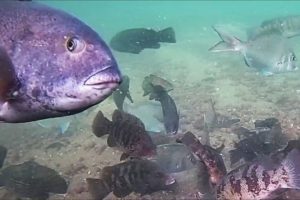 Incredible Underwater Drone Video - Fish Attacking Jigs!