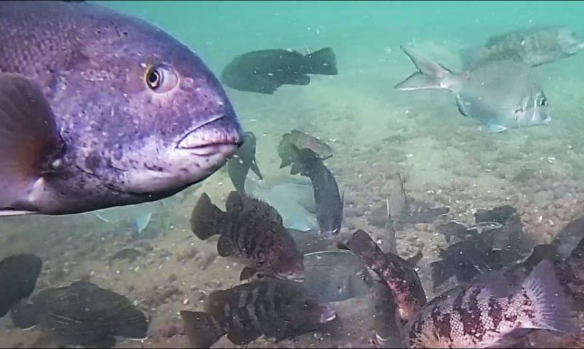 Incredible Underwater Drone Video - Fish Attacking Jigs!