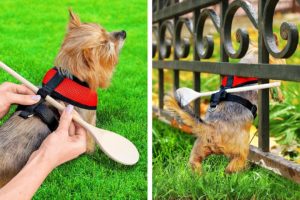 GENIUS HACKS AND GADGETS FOR PET OWNERS