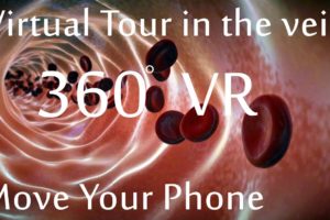 A Virtual Reality tour inside the vein