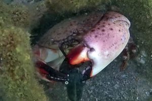 Giant Crab Grabbed My New Underwater Drone Camera!