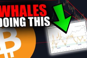 YOU WILL NOT BELIEVE WHAT THESE BITCOIN WHALES ARE DOING