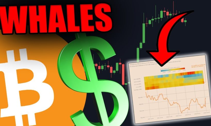 THESE BITCOIN WHALES JUST CHANGED THEIR MIND
