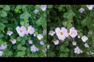 Lumia 920 vs Samsung Galaxy S3: Camera Test Comparison