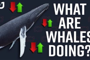 What Bitcoin Whales And Institutions Are Doing Right Now!