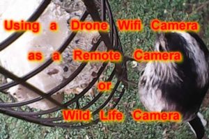 Long-tailed Tits Close up - wifi drone camera converted for wild life