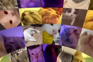 Cats Vibing in Virtual Reality (360° Video)