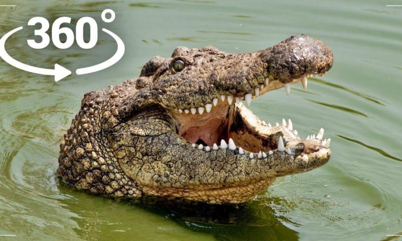 360° VR - Crocodile attacks You