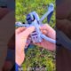How to fling drone camera #shortvideo viral video
