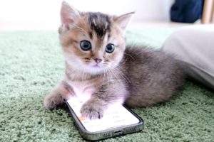 Kitten Kiki can use smartphones