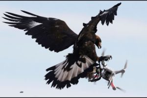 UCHAWI UCHAWI EAGLE ATTACK AZIMIO DRONE CAMERA AT KASARANI