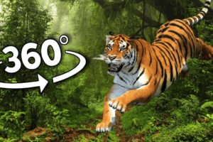 360 Tiger Attack on You In Jungle | 4K Virtual Reality | 360 video