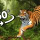 360 Tiger Attack on You In Jungle | 4K Virtual Reality | 360 video