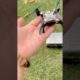 World Smallest Drone With Camera 📷 #video #shorts #amazing #amazingfacts #drone