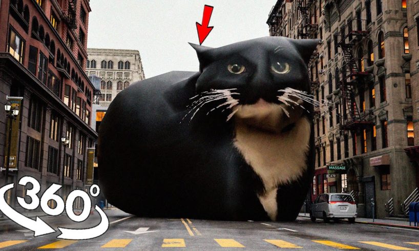 360° VR Maxwell the Cat found YOU in Real Life!
