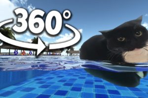 Maxwell The Cat 360° - SWIMMING | VR/360° Experience