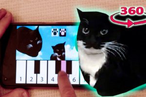 Maxwell The Cat 360° VR / MAXWELL piano APP