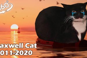 VR 360° Goodbye forever Maxwell Cat 2011-2020 / R.I.P.😭🙏