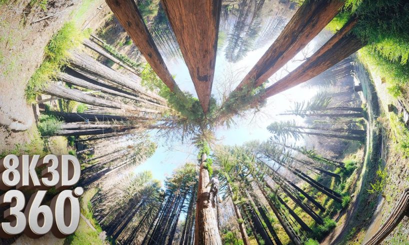 Redwood Rising: A 360° Virtual Reality Documentary