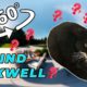Maxwell The Cat 360° - FIND MAXWELL| VR/360 Video 🔎