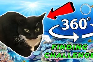 Maxwell The Cat 360° - FIND MAXWELL| VR/360 Video 4K 🔍 🐈‍⬛