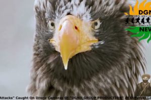 Eagle Attacks Caught In Drone Camera Of DGND GROUP PRODUCTION At Different Locations