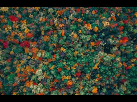 Fall Leaves - Photo Shot By DRONE CAMERA