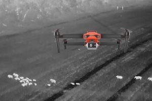 Thermal Drones for Hog Hunting - First Video Ever?