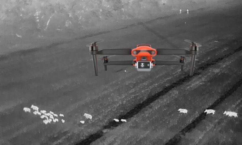 Thermal Drones for Hog Hunting - First Video Ever?