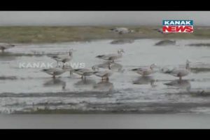Drone Camera To Patrol Up At Chilika; To Keep An Eye On Migratory Birds During Winter